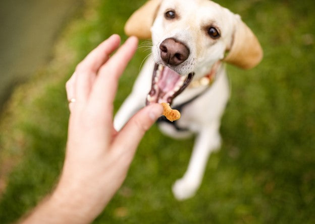 Easy homemade dog treat recipes