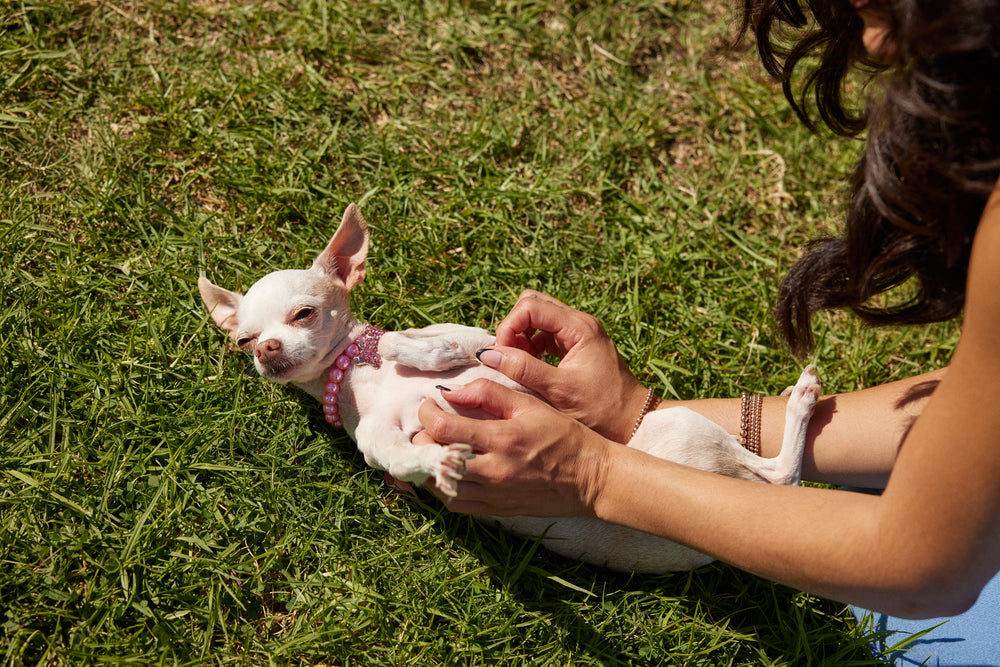 Tummy Troubles: Causes, Signs, and Diagnosing a Sensitive Stomach in Dogs
