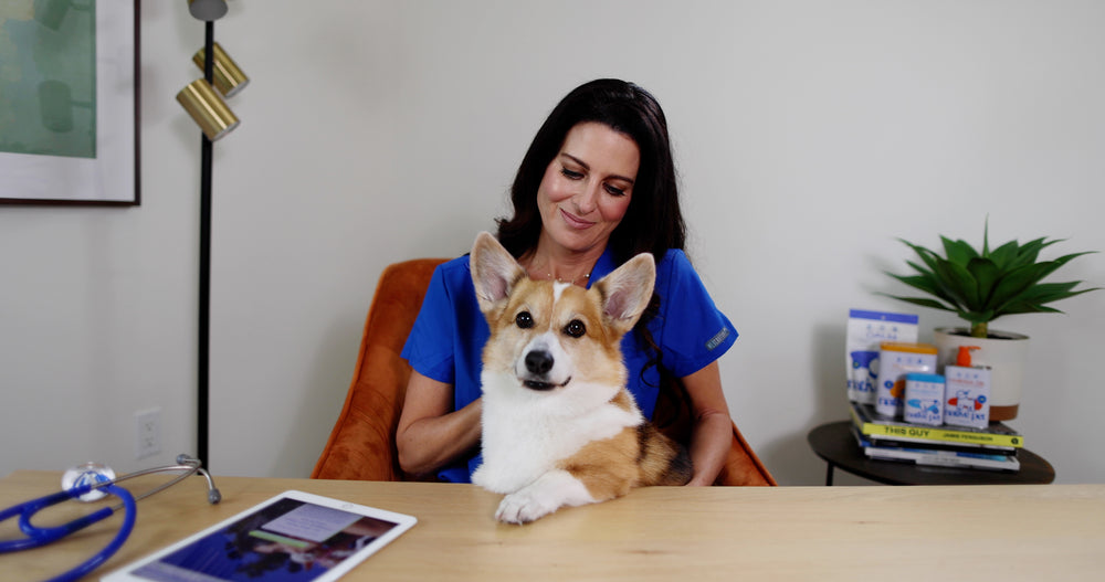 7 Dos and Don'ts to Set Your Dog Up for Success: Advice from a Veterinarian