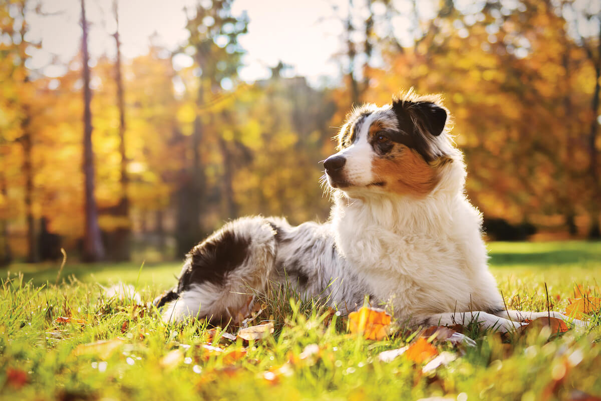 Do Australian Shepherds Shed The Hairy Truth Native Pet