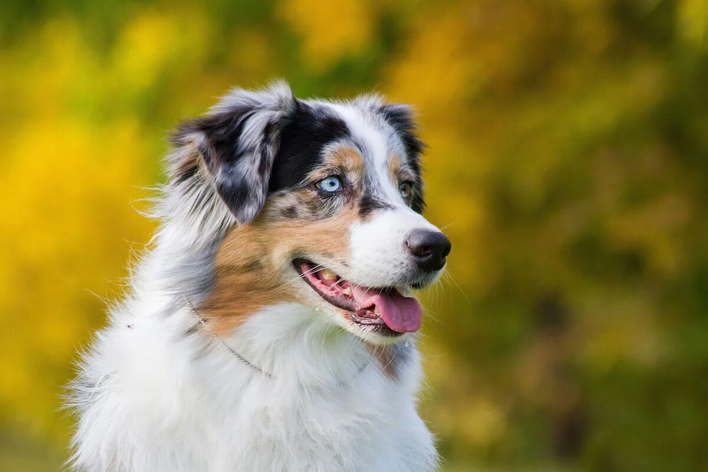 Close-up shot of an Australian Shepherd.