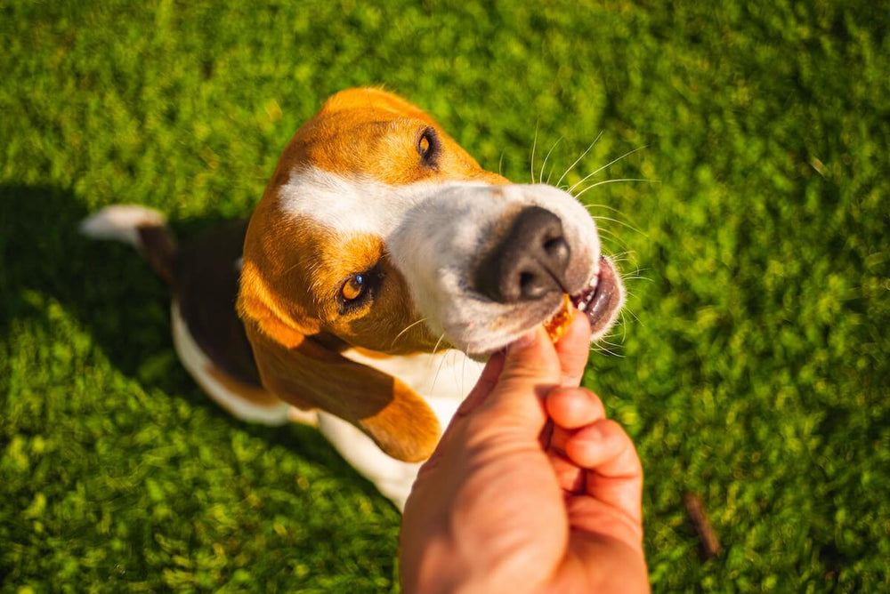 Calming Treats for Dogs: How Do They Work, and What's In Them?