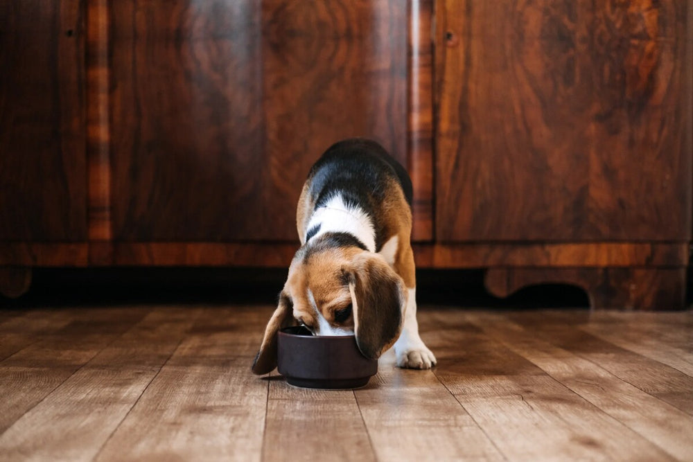A beagle puppy eats from a bowl of dog food.