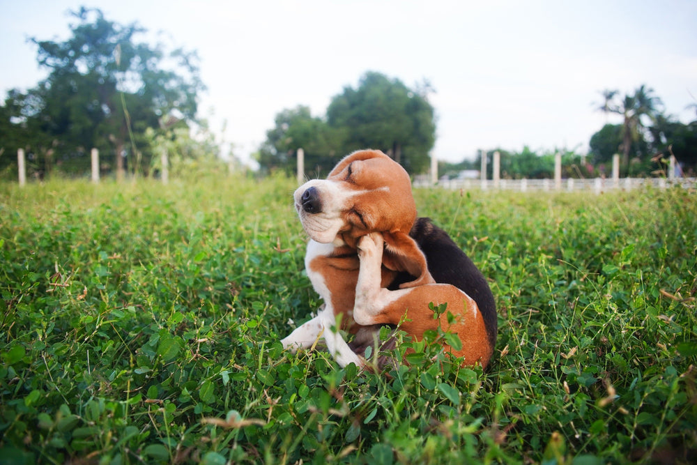 A beagle puppy sits in a field and scratches himself.
