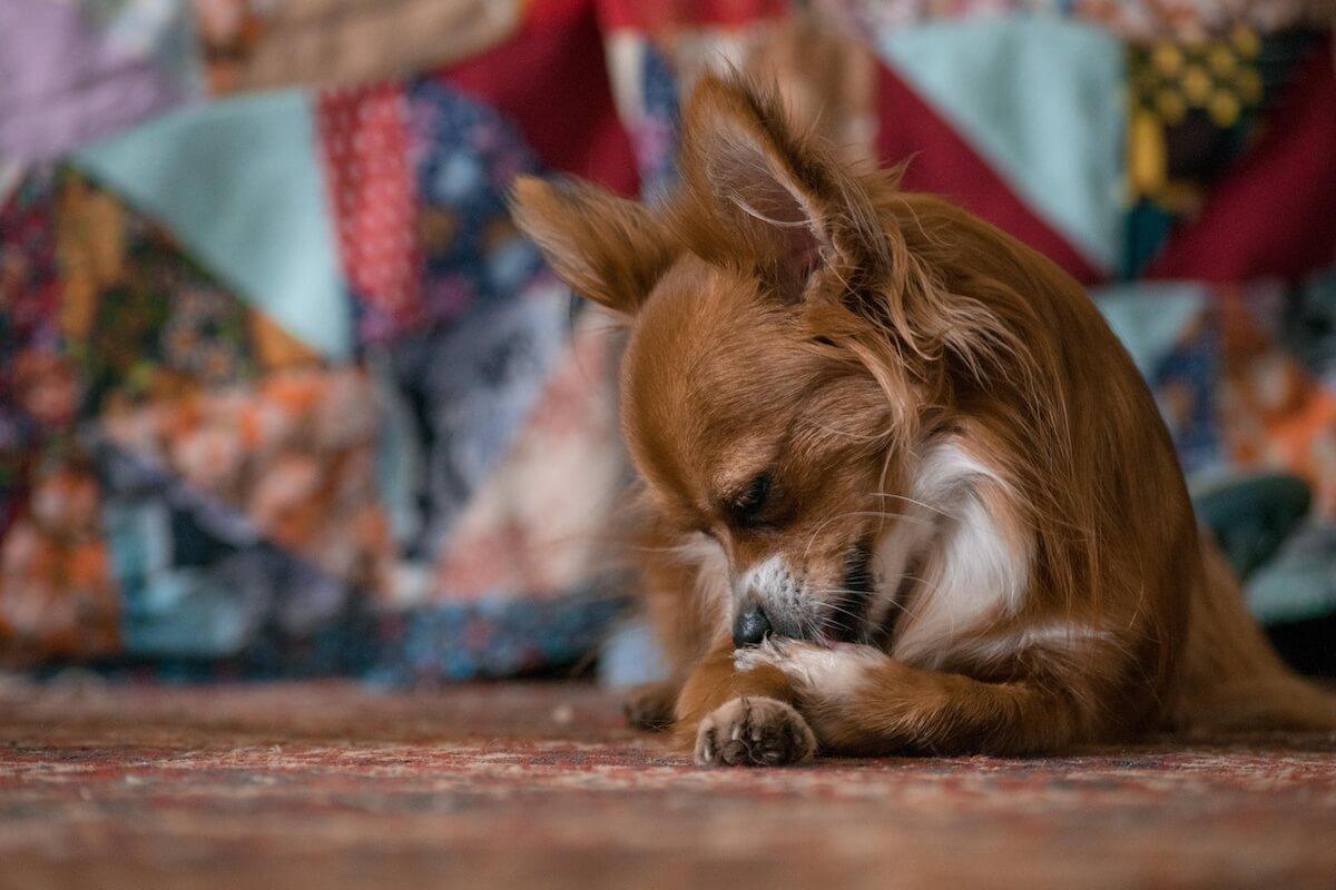 Chihuahua shops chewing paws