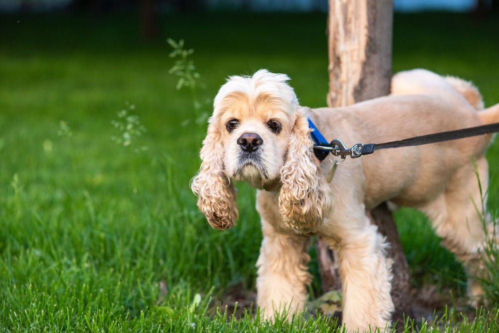 Dog Bladder Stones: What You Need to Know About This Urinary Issue