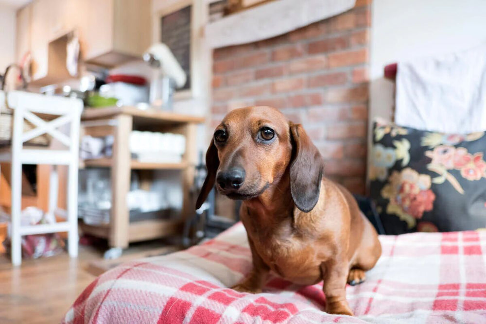 A Dachshund sits on a flannel blanket.