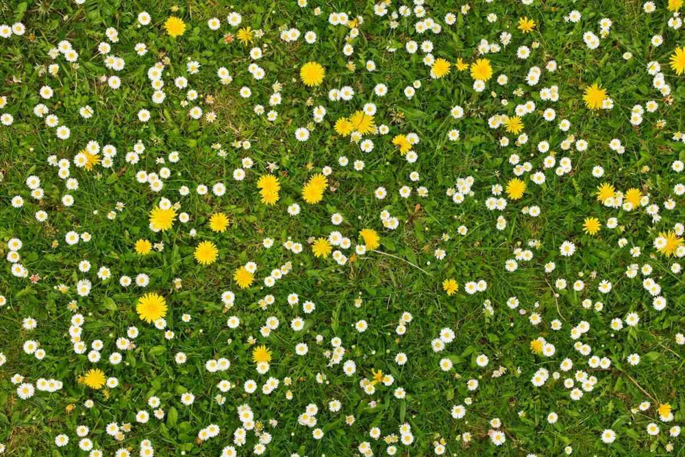 A patch of grass with daisies and dandelions.
