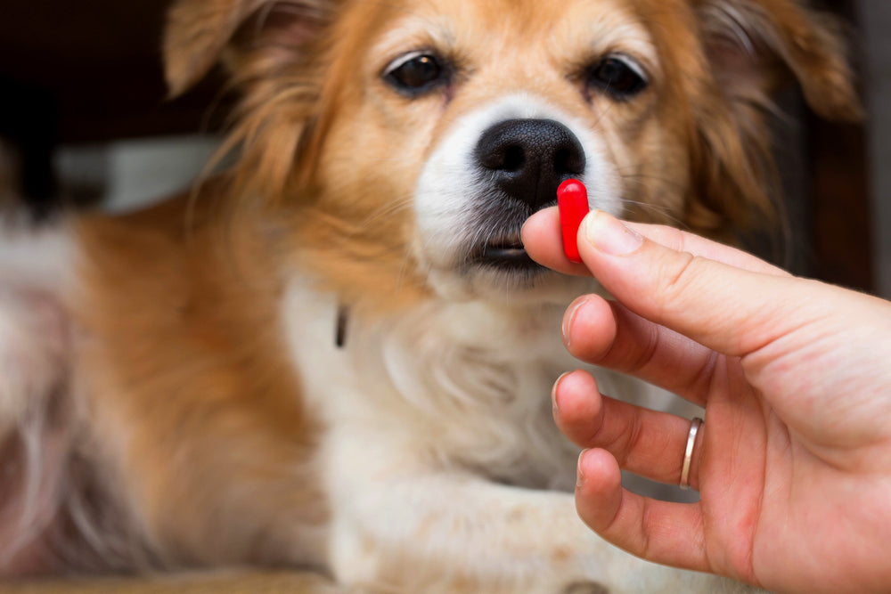A hand holds out a red medication pill to a brown and white dog.