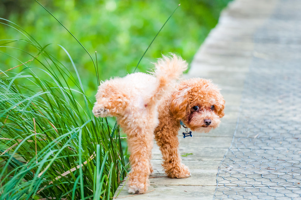 A small, brown, curly dog lifts his leg to pee on some grass.