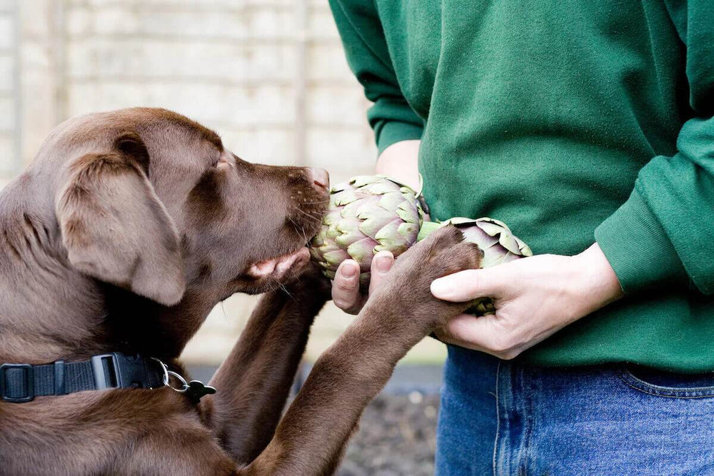 A chocolate lab sniffs artichokes.
