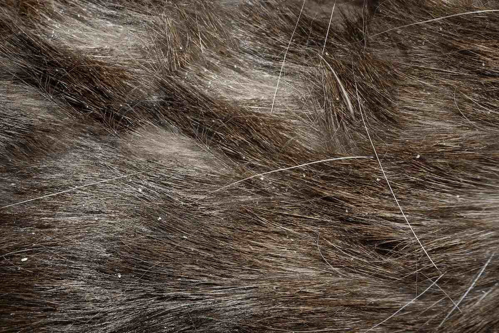 Close up of brown dog fur with dandruff flakes.
