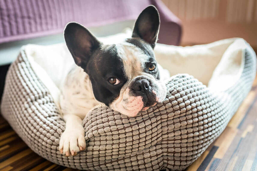 A French Bulldog laying in a doggie bed.