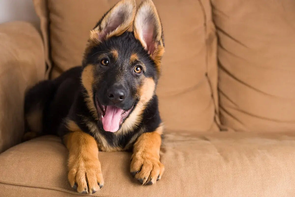 German Shepherd puppy lies on a brown sofa.