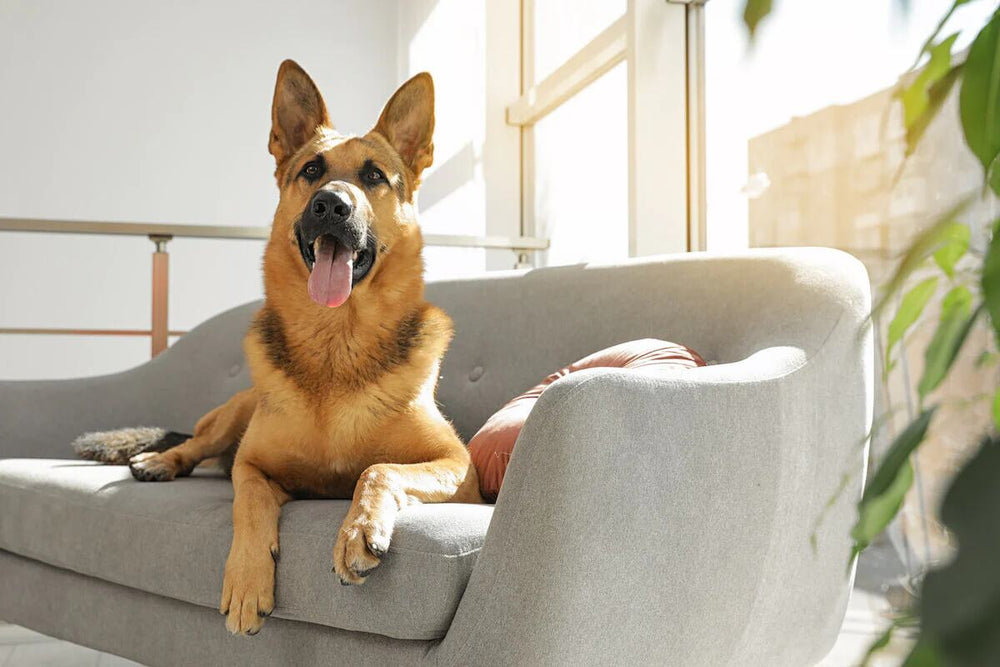 A German Shepherd sits on a gray couch.