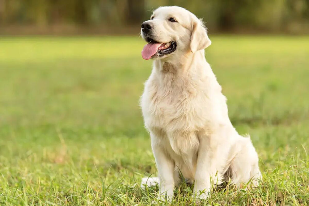 A Golden Retreiver sits in a field.