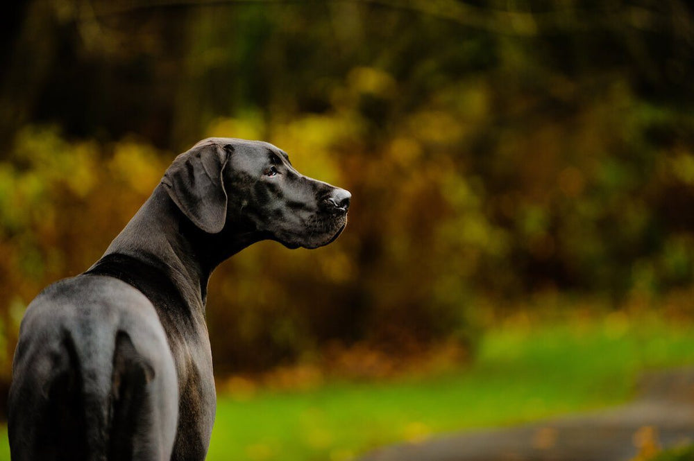 Arthritis in Dogs: What You Can Do to Support Your Pet