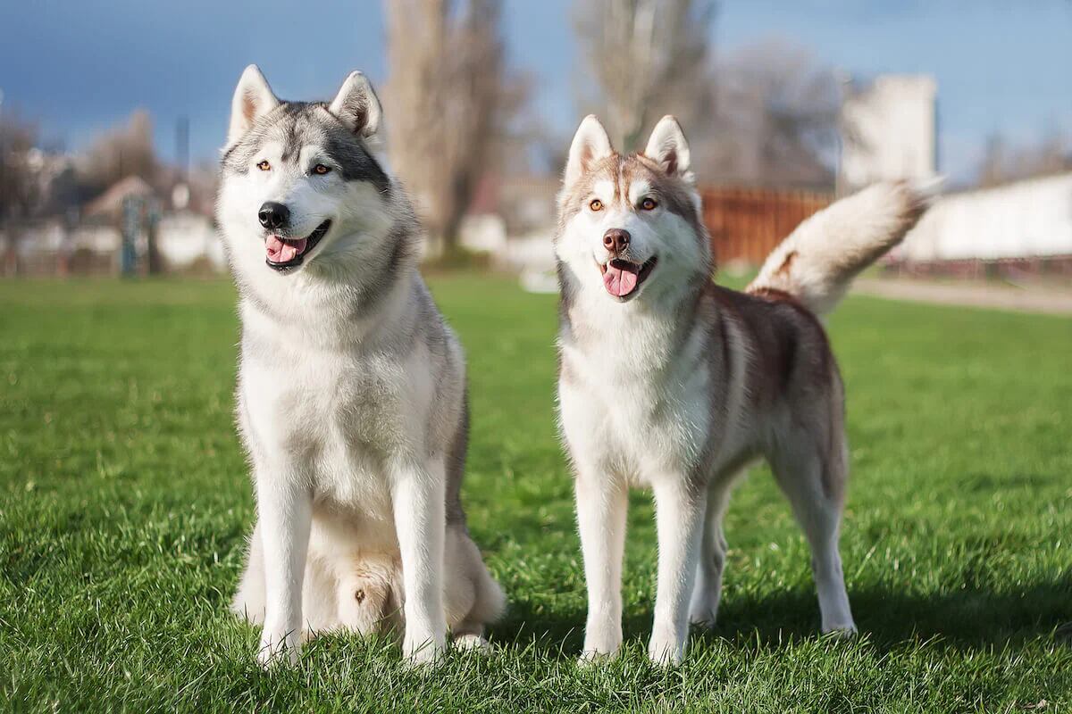 How Long Do Huskies Live? Discover Lifespan & Care Tips