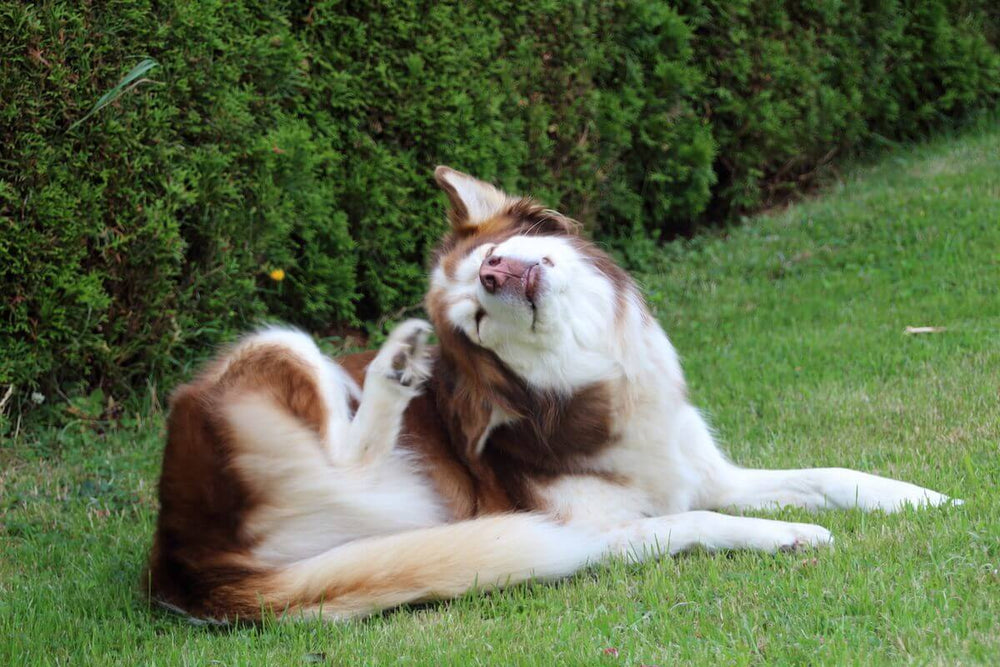 7 Home Remedies for Fleas on Dogs That Can Actually Work