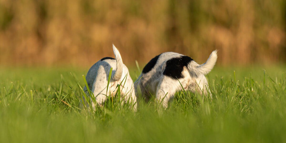 What Causes Dog Farts? The Story Behind the Stink