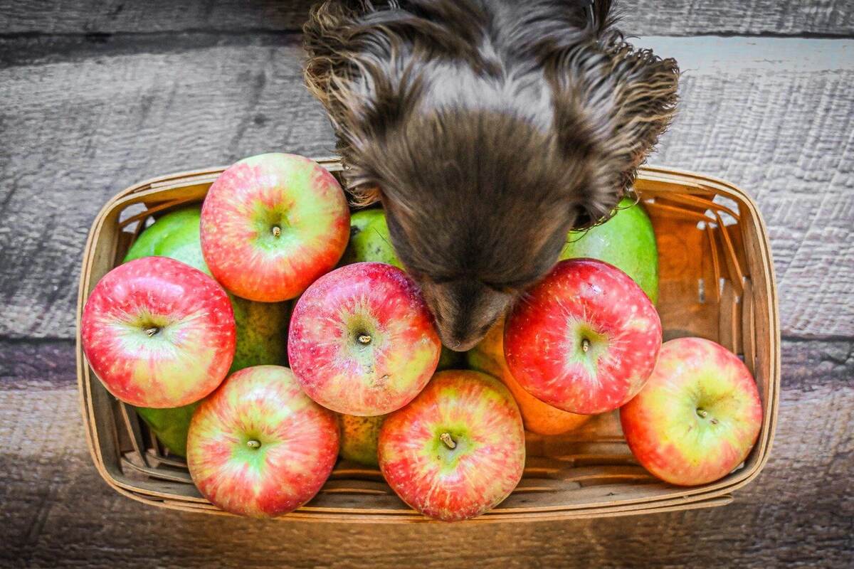 Granny smith fashion apples for dogs