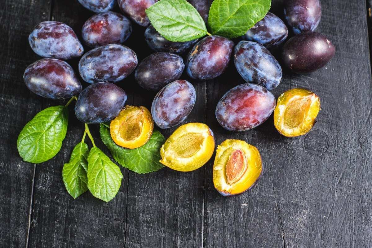 Can Dogs Eat Plums? The Answer Is Complicated – Native Pet