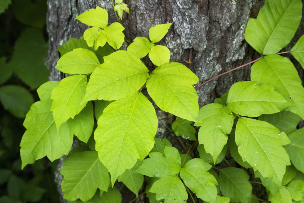 Poison Ivy leaves on a tree trunk.