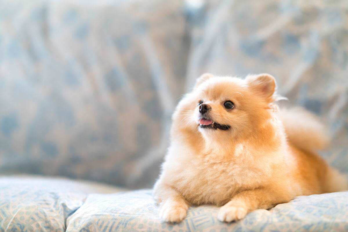 How to Identify and Address 7 Common Pomeranian Health Issues