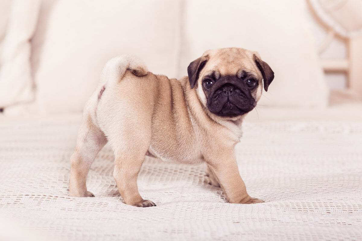 What Is the Pug Lifespan and What Health Issues Affect It