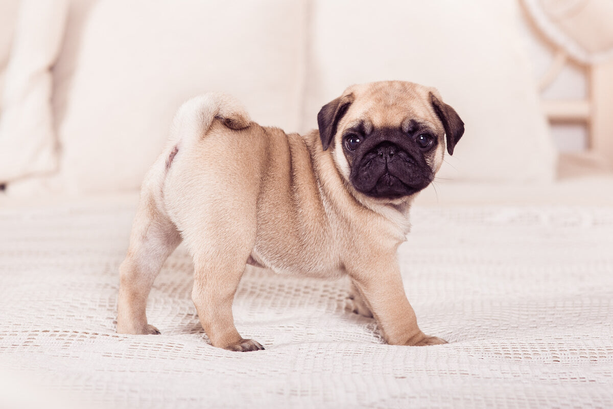 Pug life span: Pug puppy standing on a bed