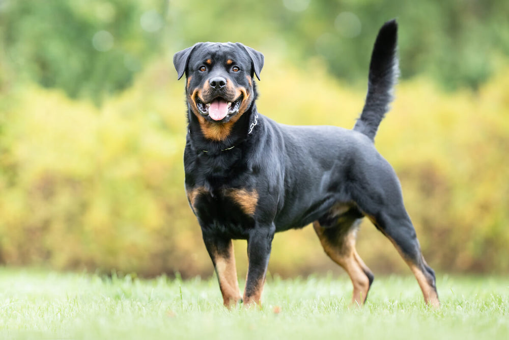 Are Rottweilers aggressive: Rottweiler standing and looking at the camera