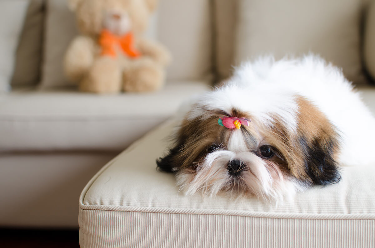 Shih tzu non fashion shedding