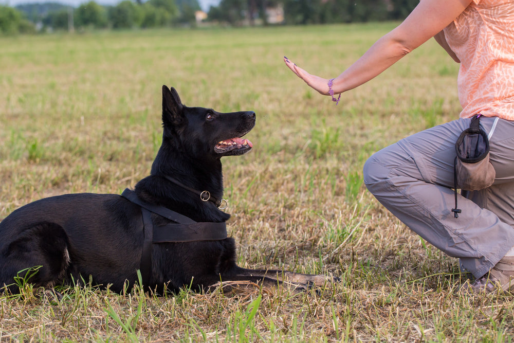 A black dog lays down in grass as a person gestures for it to stay.