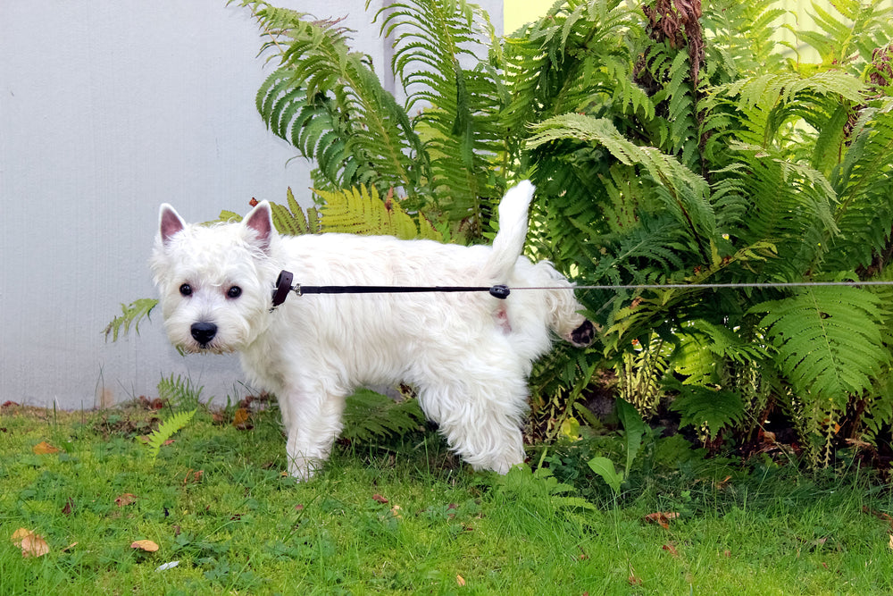 A scruffy white terrier lifts his leg to pee on a bush.    