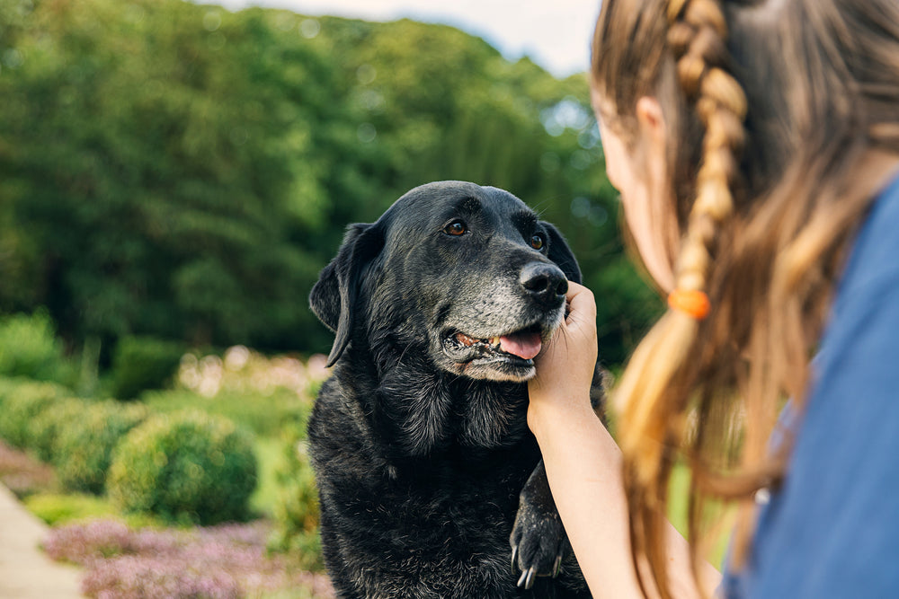A woman pets her black senior dog.