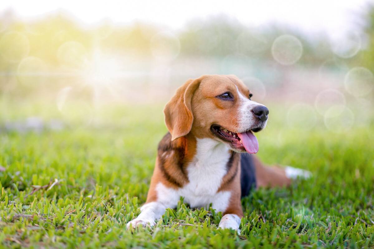Average Beagle Lifespan and Tips to Keep Your Dog Healthy – Native Pet