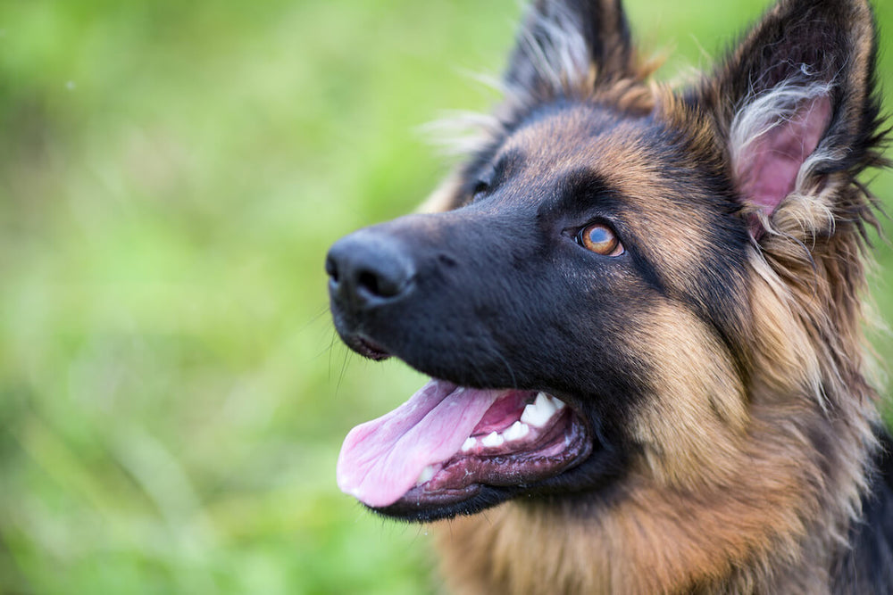 King shepherd vs German shepherd: Close-up of a German shepherd's face
