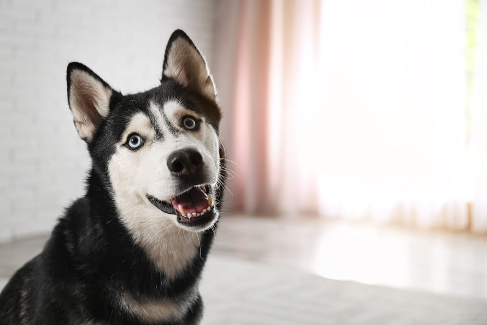 Do huskies shed: close up shot of a Husky's face