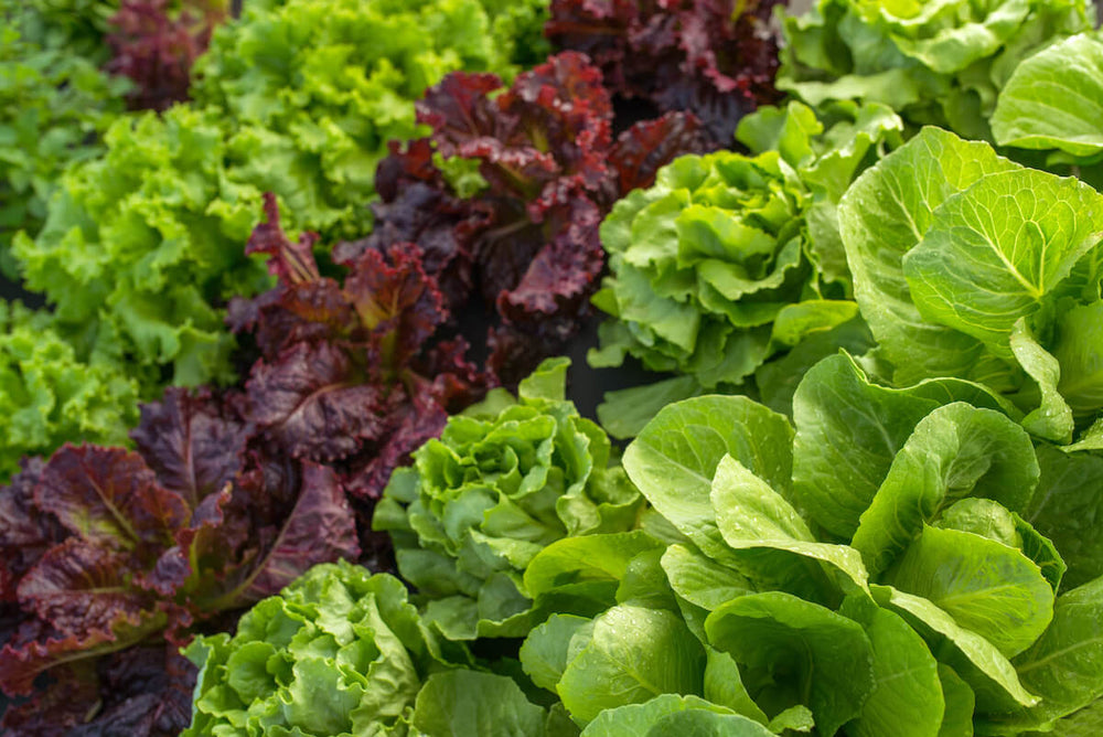 Can dogs eat lettuce: close up shot of a lettuce field