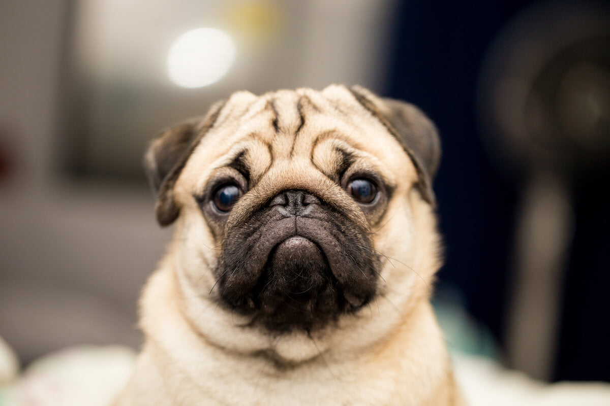 Are Pugs Aggressive? What Potential Owners Should Know – Native Pet