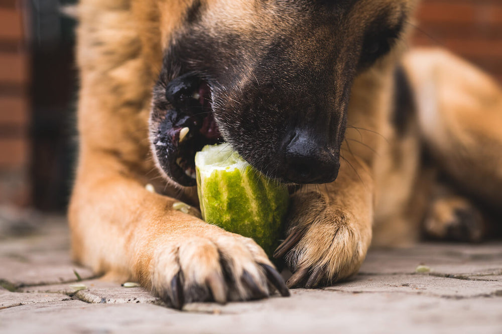 Can dogs eat pickles: dog eating a cucumber