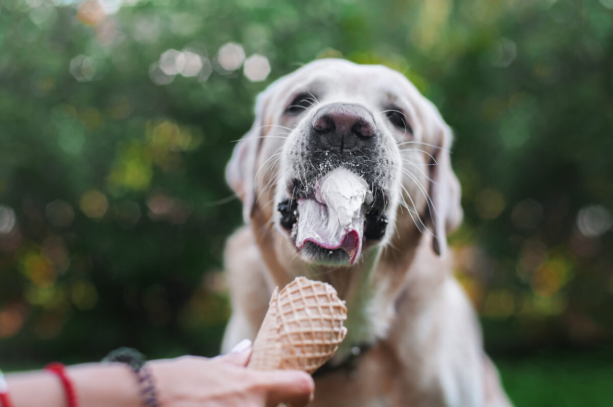Dogs Eating Ice Lolly dogs-eating-ice-lolly