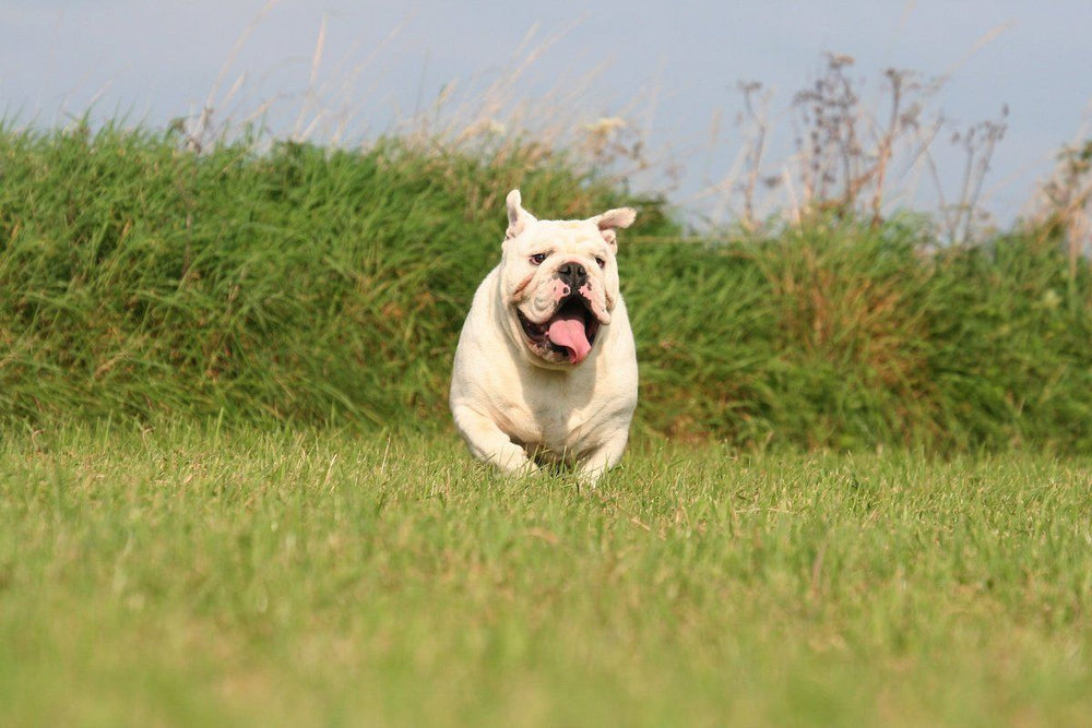 dog hyperventilating: Dog looking tired outside