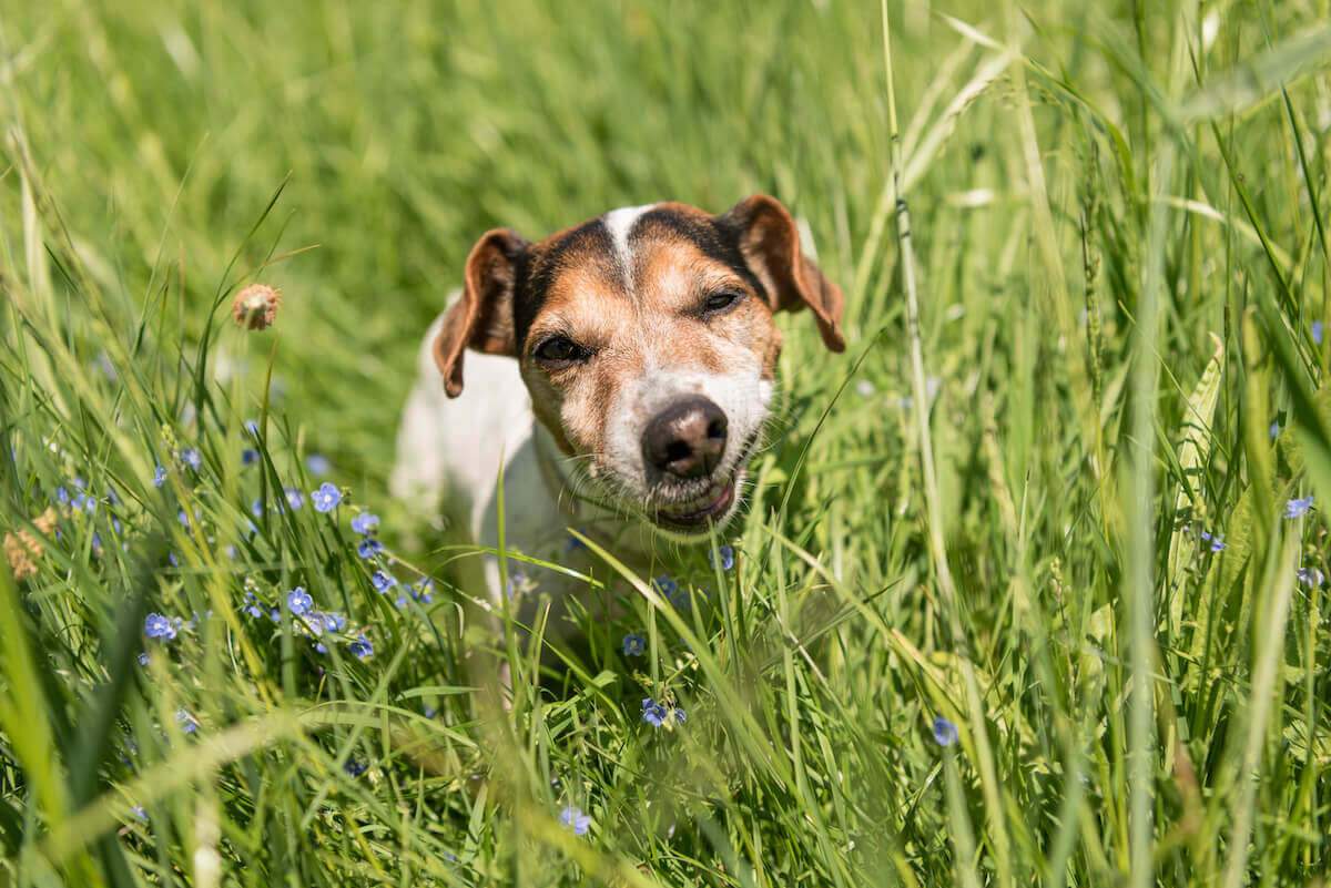 Shops dog rapidly eating grass