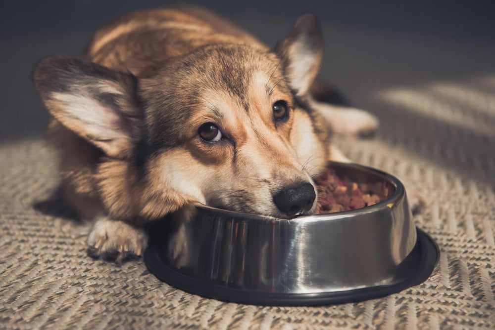 How to Choose a Dog Food for Sensitive Stomachs