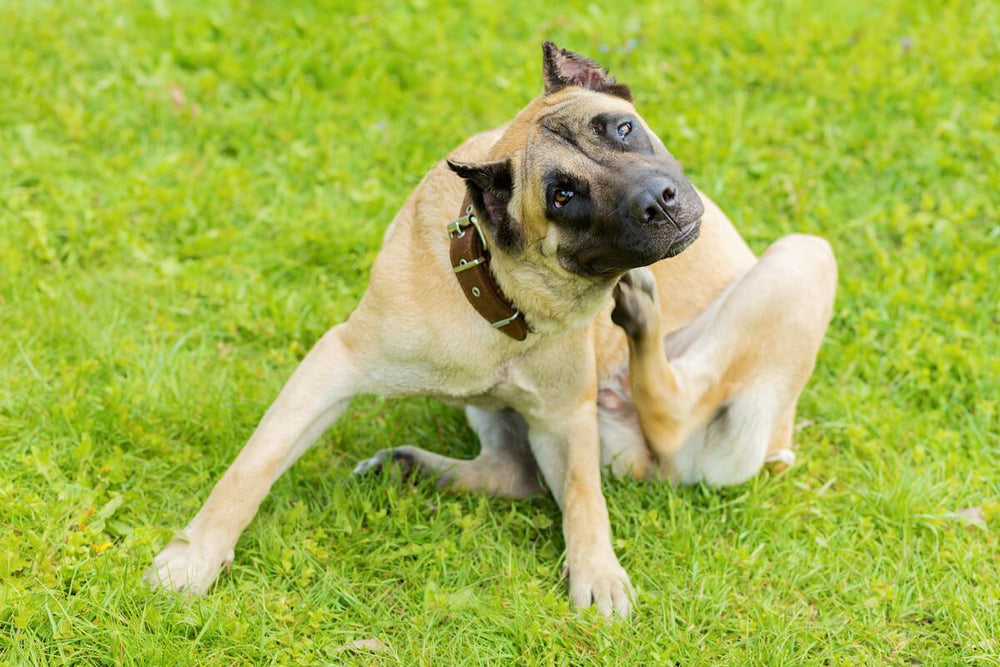 Give Fido Relief at Home: Home Remedies for Dog Allergies