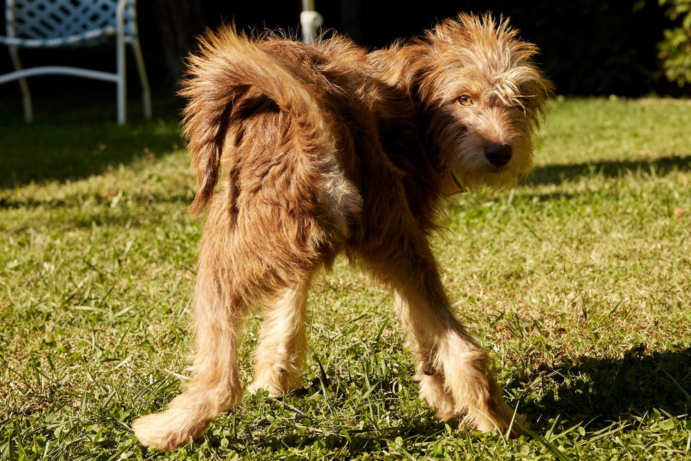 Puppy Diarrhea: Causes, Treatment, and Prevention