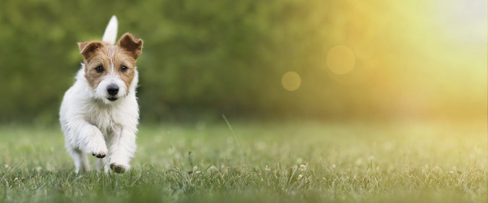dog sneezing: Happy dog surrounded in a field