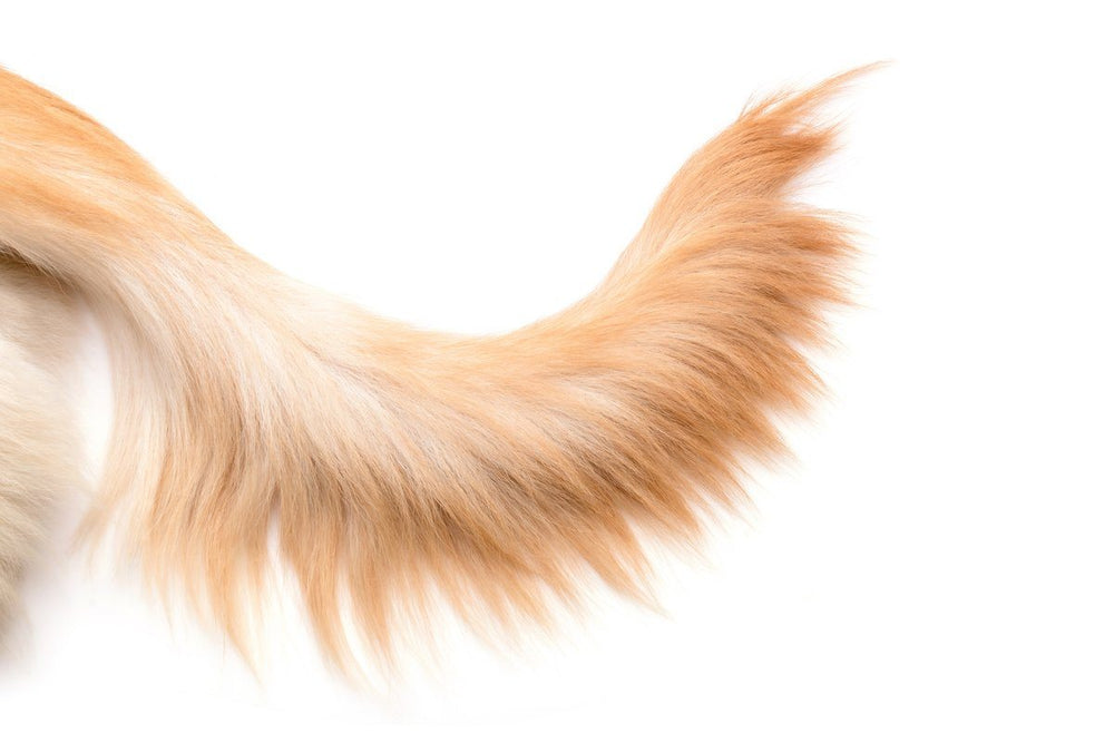 Dog dragging its butt: dog tail