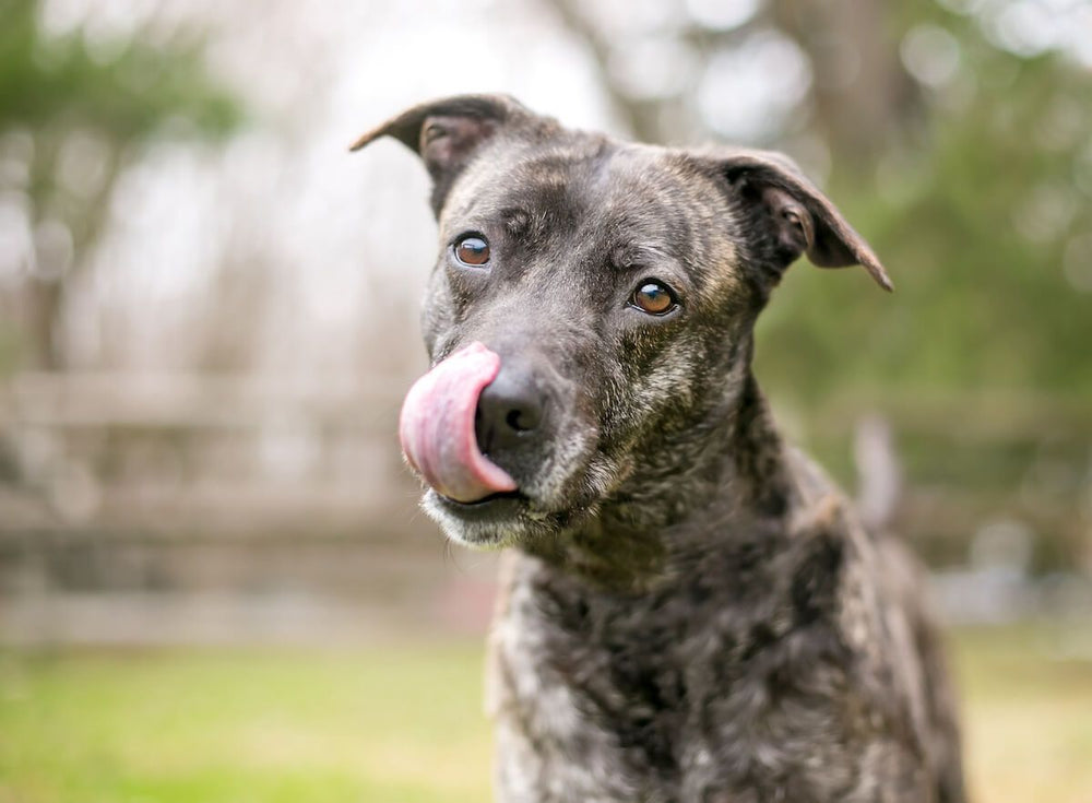 Why Won't My Dog Stop Licking Their Butt?